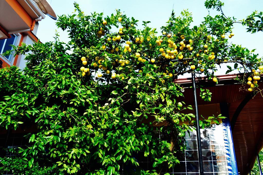 Magic Tulip Hotel Oludeniz Exterior foto